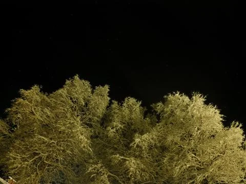 Pristine white snow covered trees with dark star night sky background Stock Photos