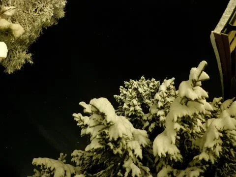 Pristine white snow covered trees with dark star night sky background Foto stock
