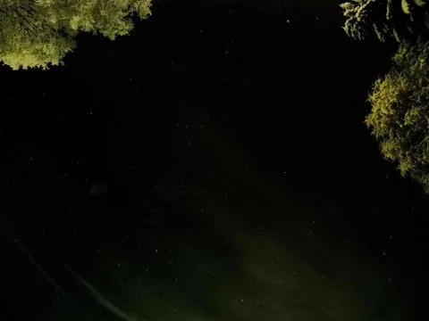 Pristine white snow covered trees with dark star night sky background Stock Photos