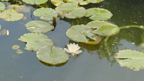A pristine white water lily blooming elegantly among flat green lily pads floati Stock Footage 336286213