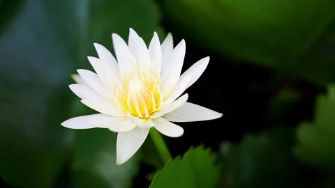 A pristine white water lily blooming elegantly in a dark pond. 動画素材 336982625