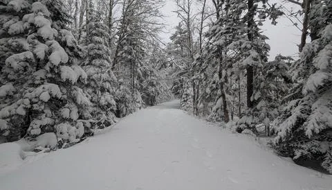 Pristine Winter Forest with Trails Stock Photos