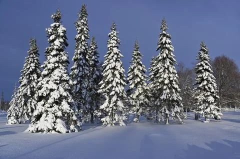 A pristine winter landscape featuring a row of tall, snow-covered evergreen.. Stock Photos