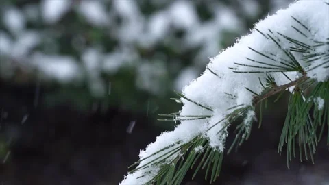 Pristine Winter Snow Blanketing a Quiet Landscape in Soft Ethereal White Light Stock Footage 341914731