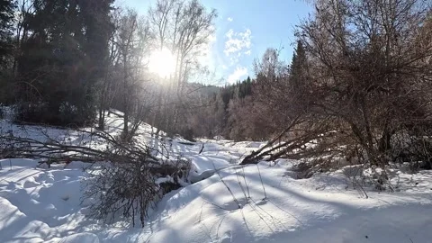 Pristine winter wilderness: frosted pine trees under high mountain summits Stock Footage 331573741