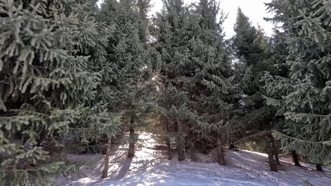 Pristine winter wilderness: frosted pine trees under high mountain summits Stock Footage 331573752
