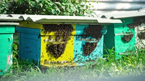 Private garden with bee hives in summer. beekeeping Stock Footage 160047556