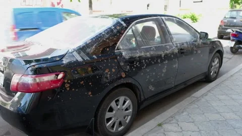 A private passenger car damaged by small arms fire. Stock Footage 198016690