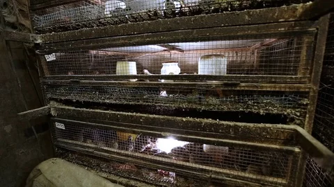 Private quail farm Stock Footage 69904833