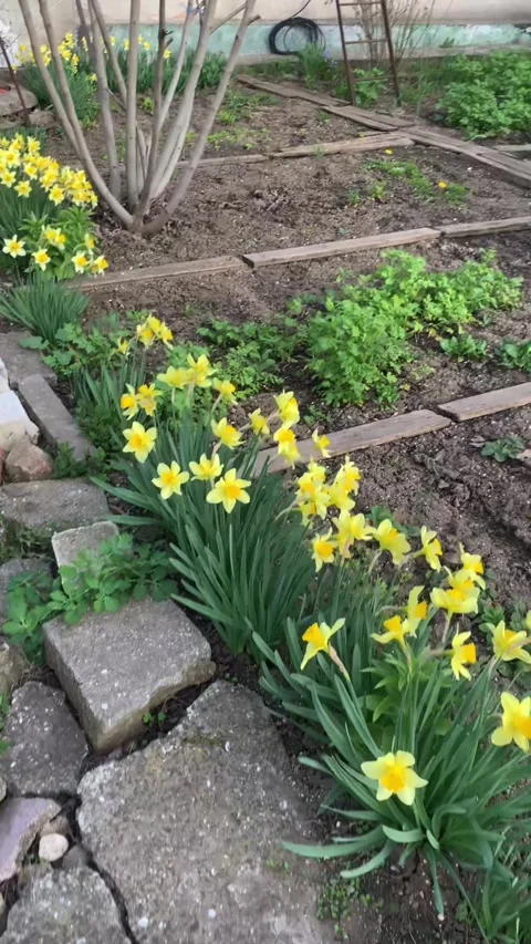 Private Yard with Blooming Daffodils Vidéo 313071670