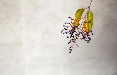 Privet berries soft wall Stock Photos