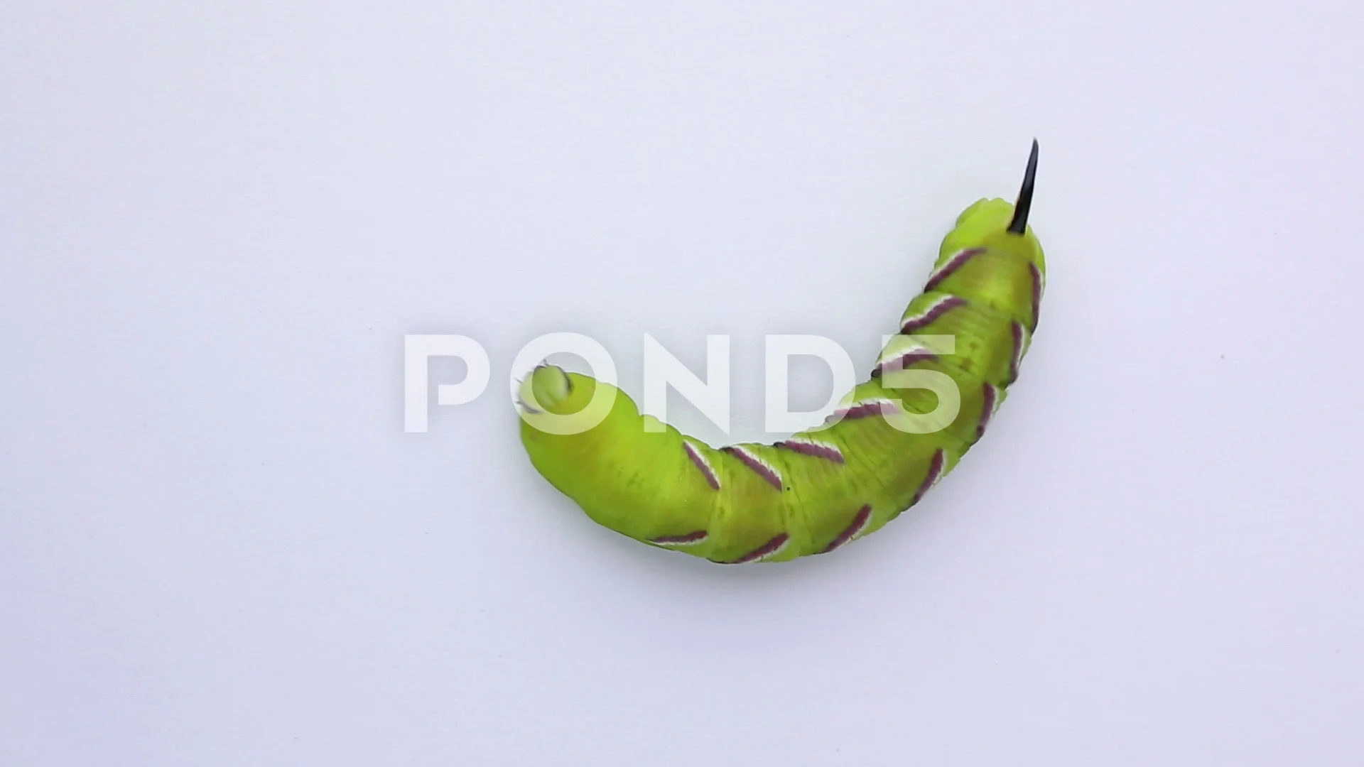 Privet Hawkmoth and caterpillar - Sphinx ligustri
