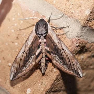 Privet hawk moth on wall Stock Photos