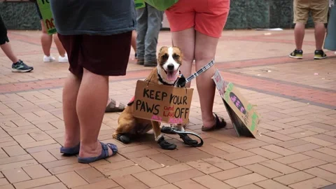 Pro-choice pro-abortion protests in downtown Dayton 스톡 동영상 201447547