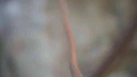 Pro climbing Alps Stock Footage 114766094