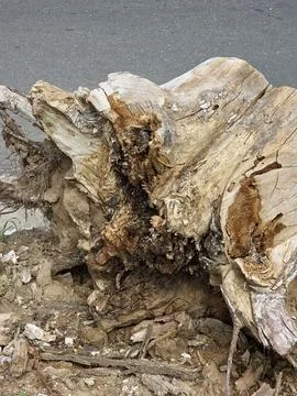 Probable Eucalyptus Tree Root Structure and Aged Wood Texture Stock Photos