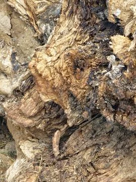 Probable Eucalyptus Tree Stump Base with Exposed Roots and Weathered Wood Stock Photos