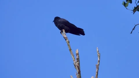 Probably jungle crow Corvus macrorhynchos Stock Footage 315159580