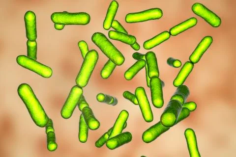 Probiotic bacteria Bacillus clausii Stock Illustration
