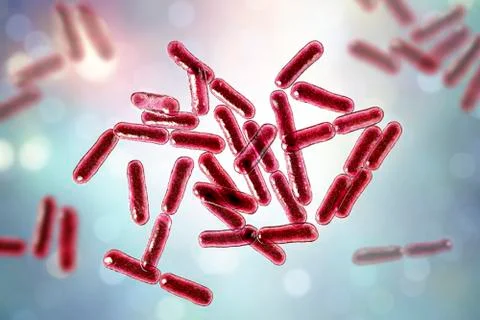 Probiotic bacteria Bacillus clausii Illustrazione stock