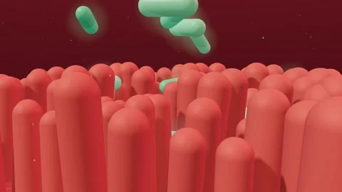 Probiotic bacteria colonizing intestinal villi wall loop 3D animation seamless Video stock 341723866