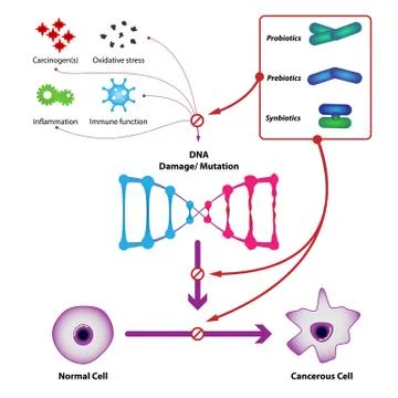 Probiotic bacteria prevent DNA damage and mutation Illustrazione stock