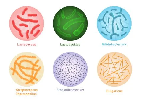 Probiotic bacteria set - microscope view of gut flora microorganisms Illustrazione stock