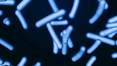 Probiotic lactobacilli under a microscope Video stock 122875964