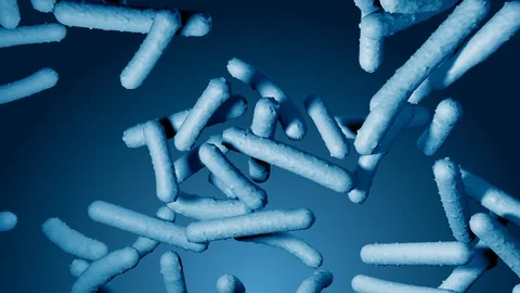 Probiotic lactobacilli under microscope. Vidéo 123031938