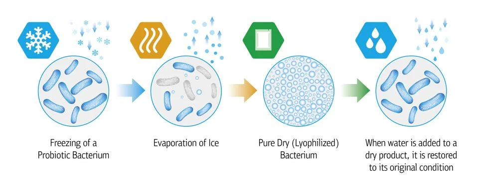 Probiotic Lyophilization Process Stock Illustration