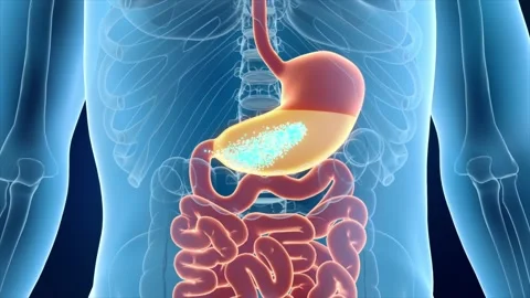 Probiotics dissolve in the stomach, intestines to boost peristalsis Vídeos de archivo 344102920