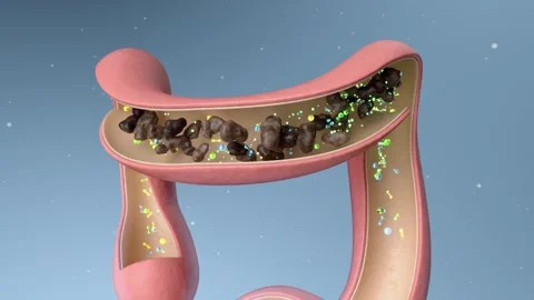 Probiotics improve the digestive process by enhancing intestinal peristalsis. Stock Footage 328501446