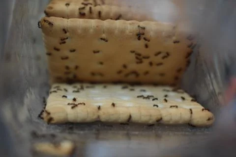 Problem with ants in the household, ants in a plastic bag with cookies, eating Stock Photos