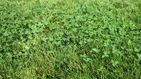 Problem area of the lawn Video stock 139009326