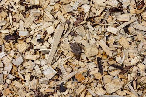 The problem of deforestation. All that's left of the forest. Save the fores.. Stock Photos