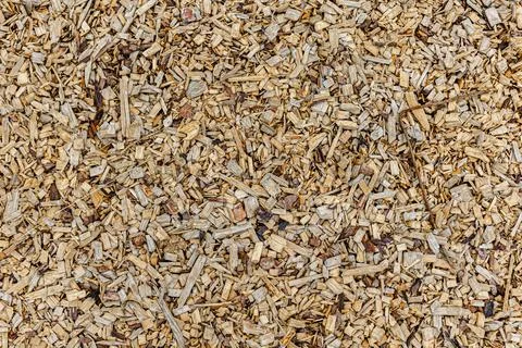 The problem of deforestation. All that's left of the forest. Save the fores.. Stock Photos