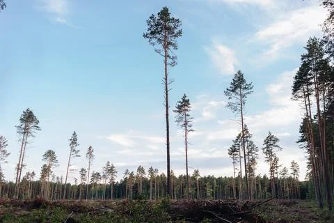 The problem of deforestation. Cutting down trees, cutting down trees Stock Photos