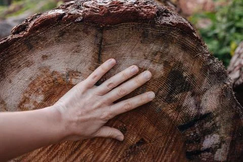 The problem of deforestation. Cutting down trees, cutting down trees Stock Photos