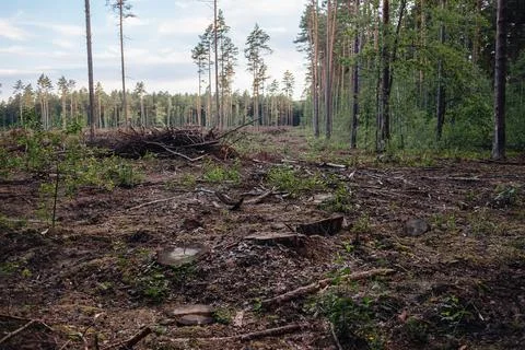 The problem of deforestation. Cutting down trees, cutting down trees Stock Photos