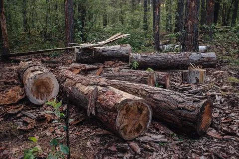 The problem of deforestation. Cutting down trees, cutting down trees Stock Photos