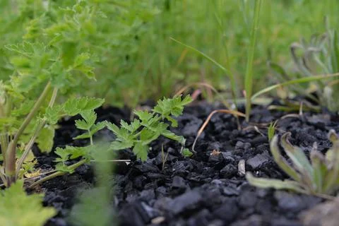 The problem of ecology people do not clean up the coal after frying meat and  Foto stock