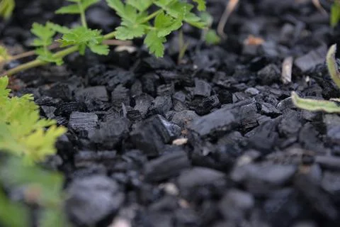 The problem of ecology people do not clean up the coal after frying meat and  Stock Photos