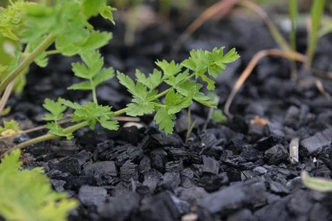 The problem of ecology people do not clean up the coal after frying meat and  Foto stock