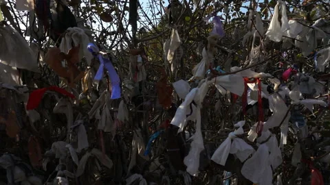 The problem of environmental pollution. The tree under the garbage. Stock Footage 118320036