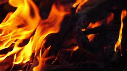 The problem of forest fires that have occurred in Australia severely Vidéo 123055476