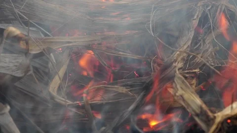 The problem of forest fires that have occurred in Australia severely Stock Footage 123055556