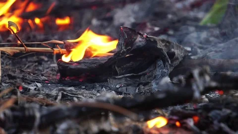 The problem of forest fires that have occurred in Australia severely Vidéo 123055564