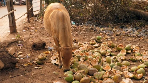 The problem of garbage in India. A cow grazes in a pile of garbage. India Stock Footage 126417657