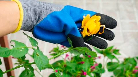 The problem of insects, worms and caterpillars in the garden. Foto stock