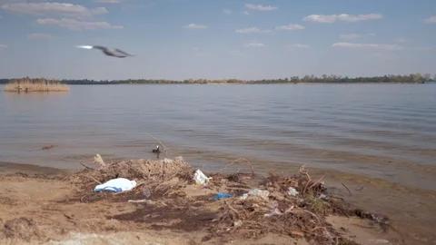 Problem of plastic trash, plastic garbage on polluted river and wild duck swims Stock Footage 108170500